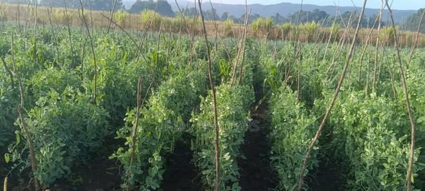 Agricultural Land on Sale - thumbnail 3