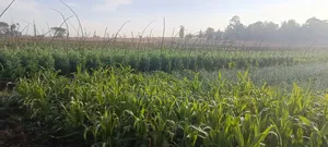 Agricultural Land on Sale