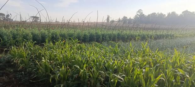 Agricultural Land on Sale - thumbnail 4