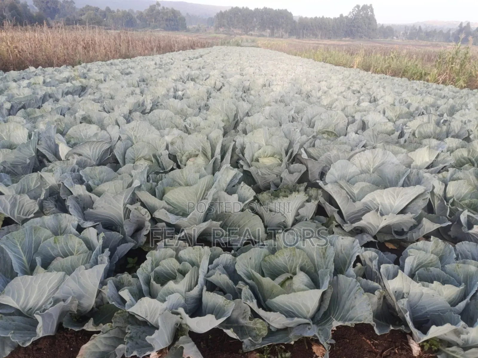 Agricultural Land on Sale