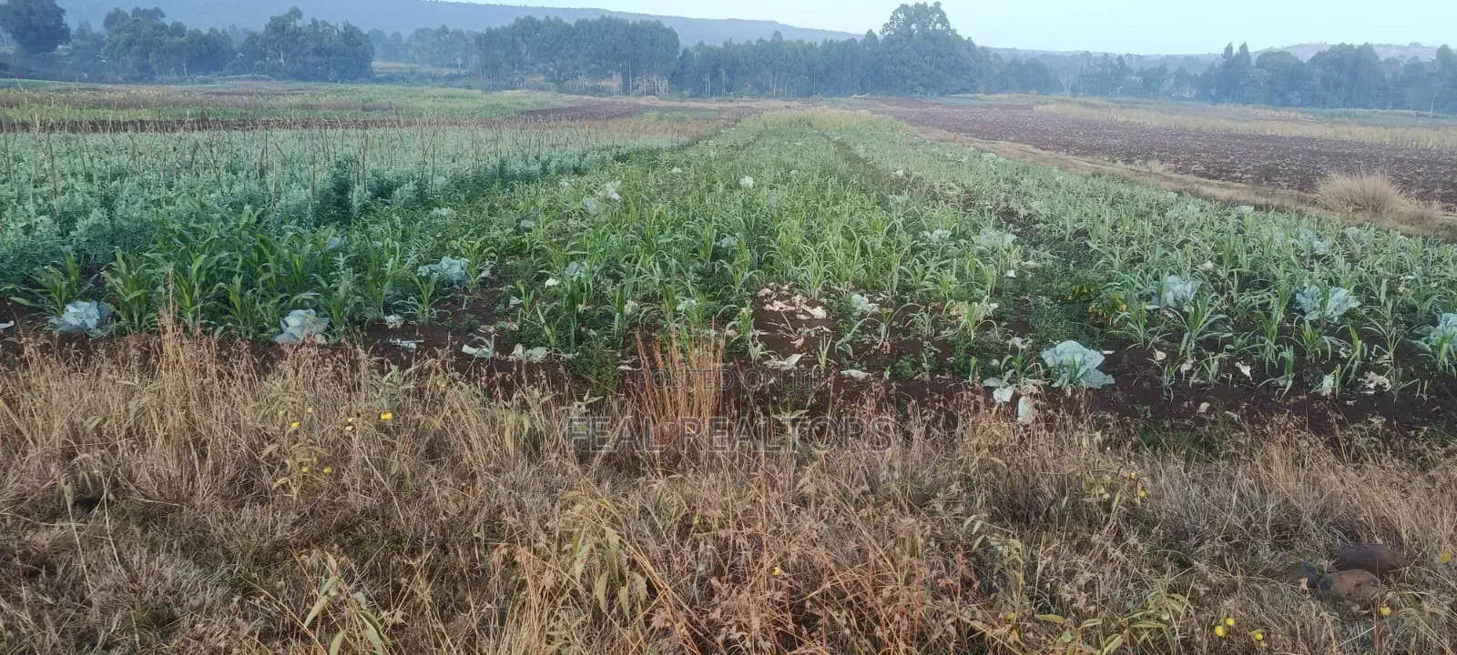 Agricultural Land on Sale