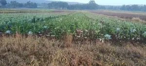 Agricultural Land on Sale