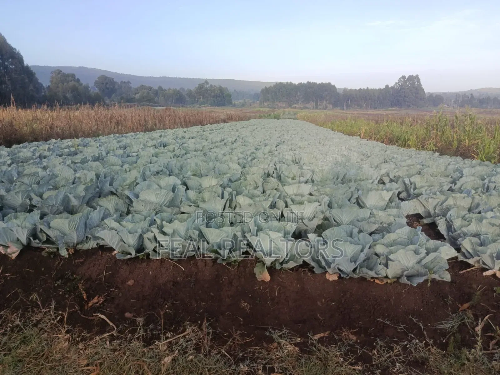 Agricultural Land on Sale