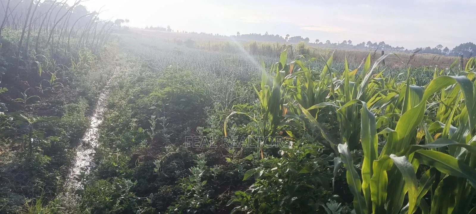 Agricultural Land on Sale