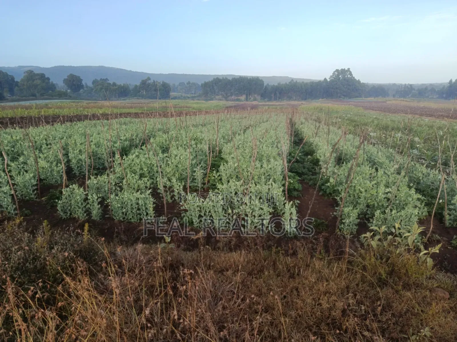 Agricultural Land on Sale