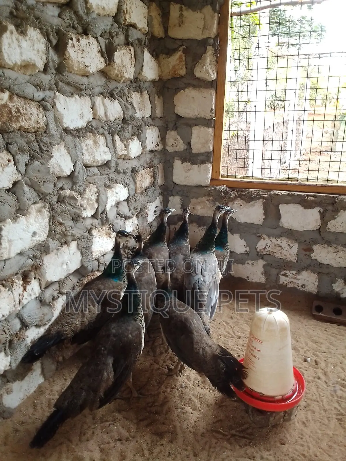 Peacock Birds