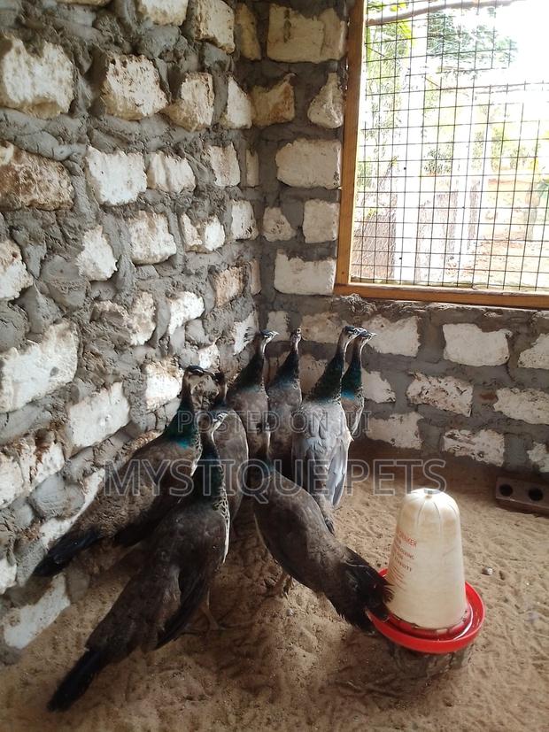 Peacock Birds - main view