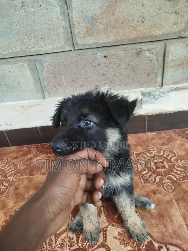 1-3 months Female Purebred German Shepherd - main view