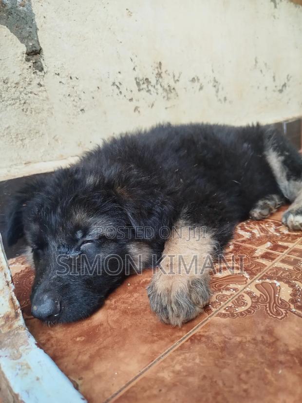 1-3 months Female Purebred German Shepherd - thumbnail 3