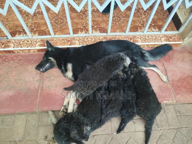 1-3 months Female Purebred German Shepherd - thumbnail 4