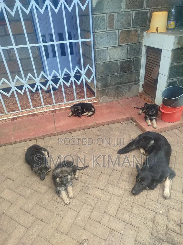 1-3 months Female Purebred German Shepherd - thumbnail 5