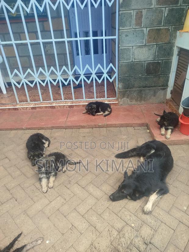 1-3 months Female Purebred German Shepherd - thumbnail 6