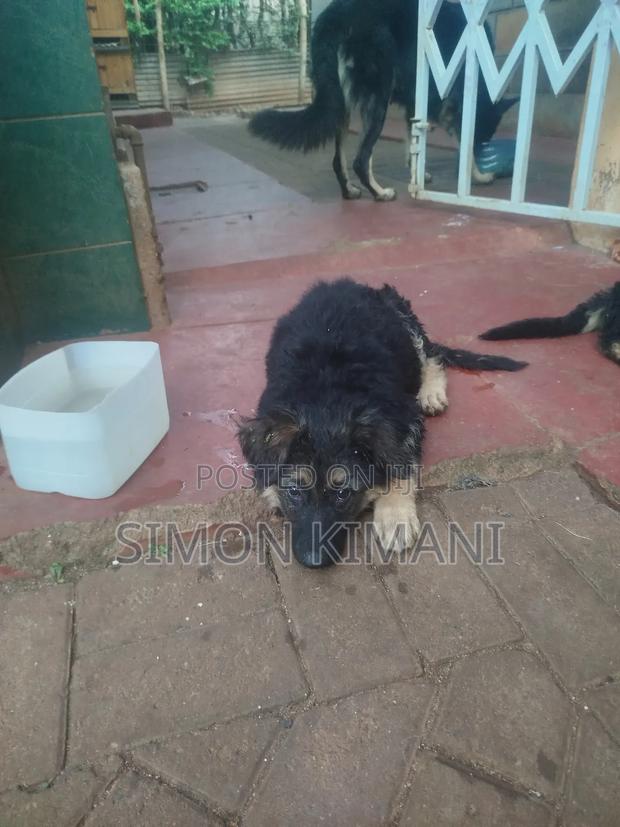 1-3 months Female Purebred German Shepherd - thumbnail 7