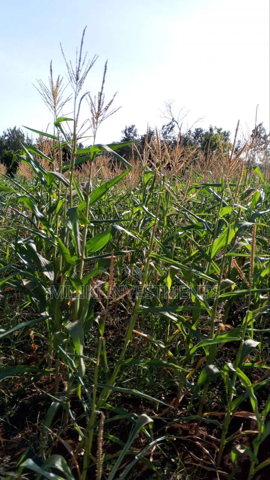 10 Acres on Sale Gatanga