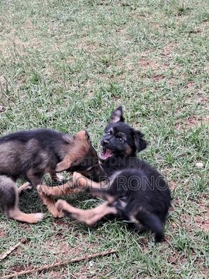 1-3 months Male Purebred German Shepherd - thumbnail 2