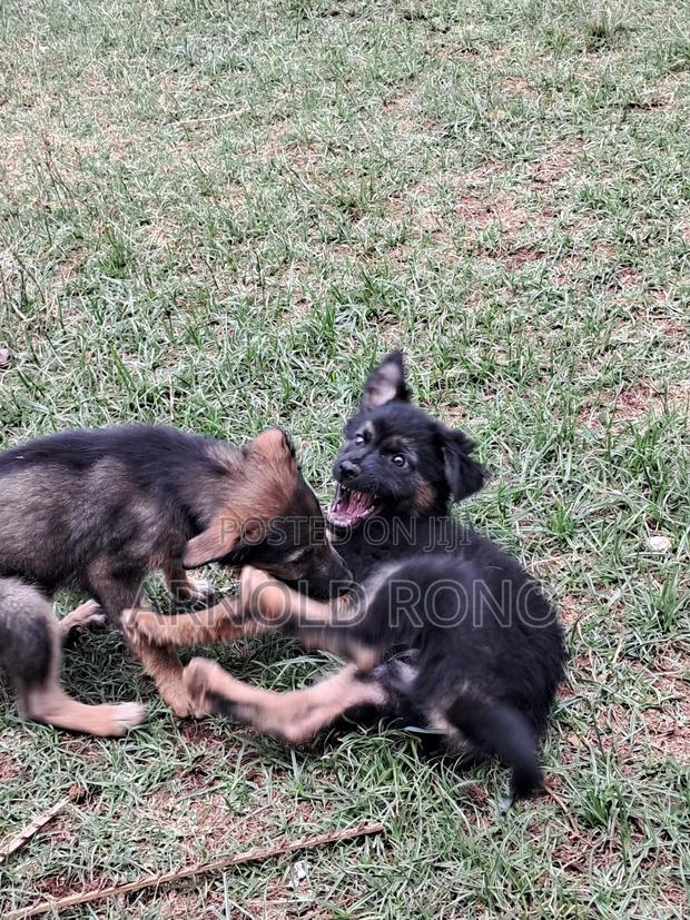 1-3 months Male Purebred German Shepherd - main view