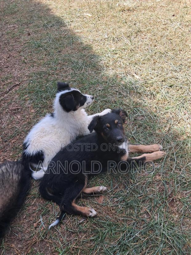 1-3 months Male Purebred German Shepherd - thumbnail 3