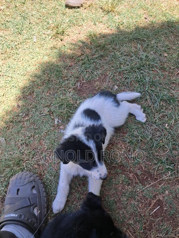 1-3 months Male Purebred German Shepherd - thumbnail 4