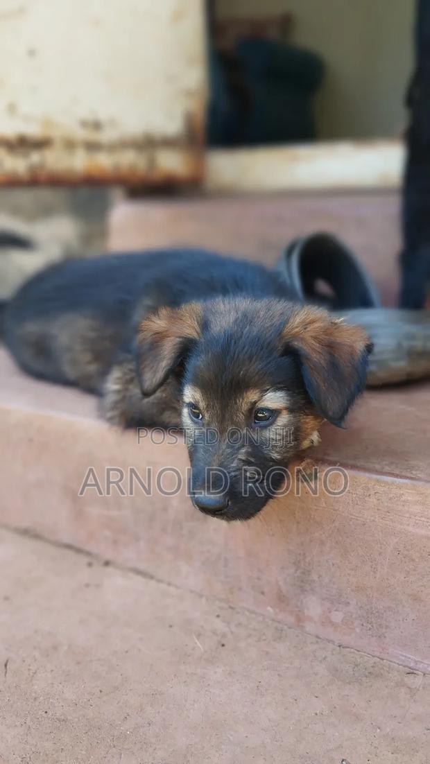 1-3 months Male Purebred German Shepherd - thumbnail 5