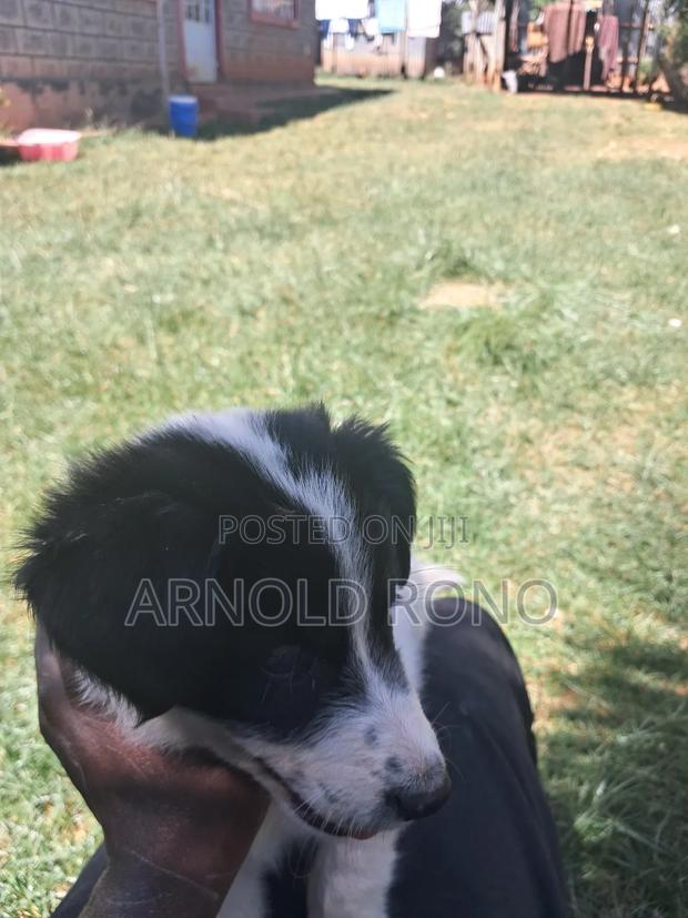 1-3 months Male Purebred German Shepherd - thumbnail 6