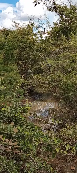 6 Acres Za Kulisha Kulima Kulisha Mbuzi,Ng'ombe