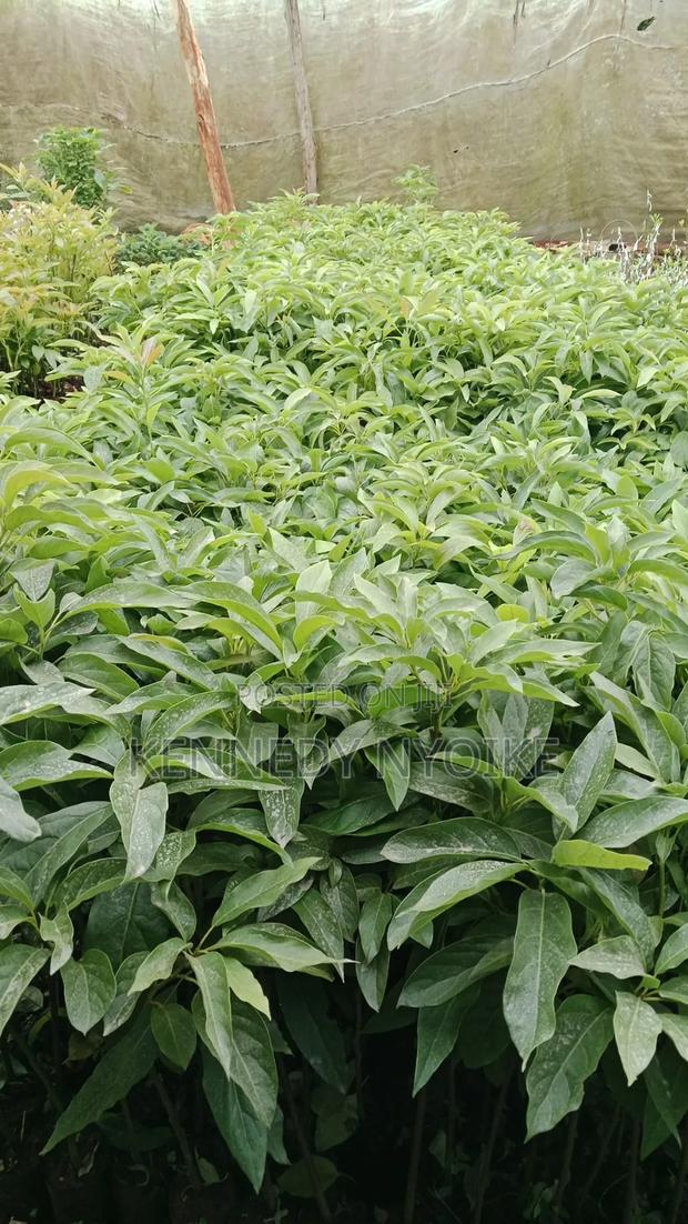 Hass Ovacado - thumbnail 6