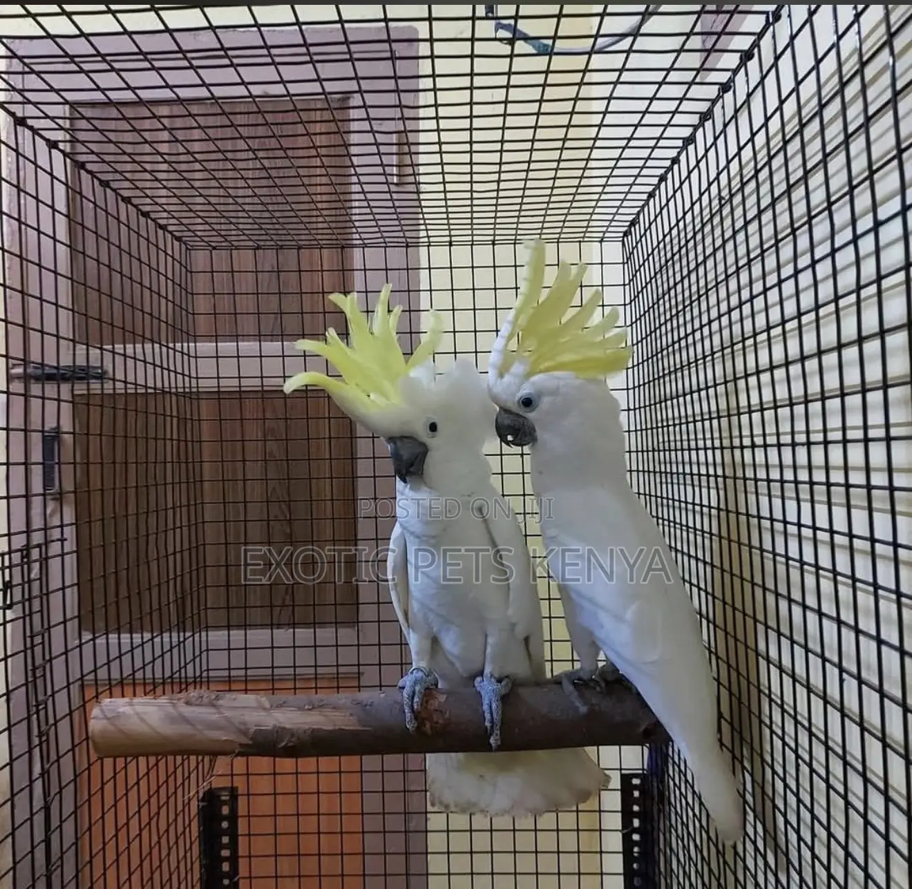 Cockatoo for Sale