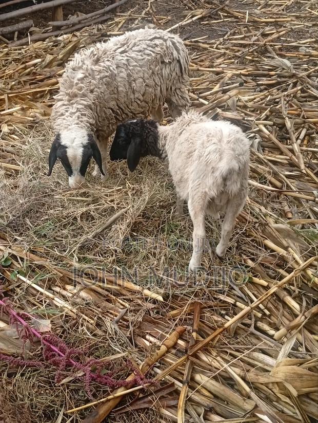Dorper Sheep - thumbnail 5
