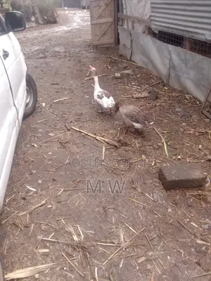 Mature Male Goose