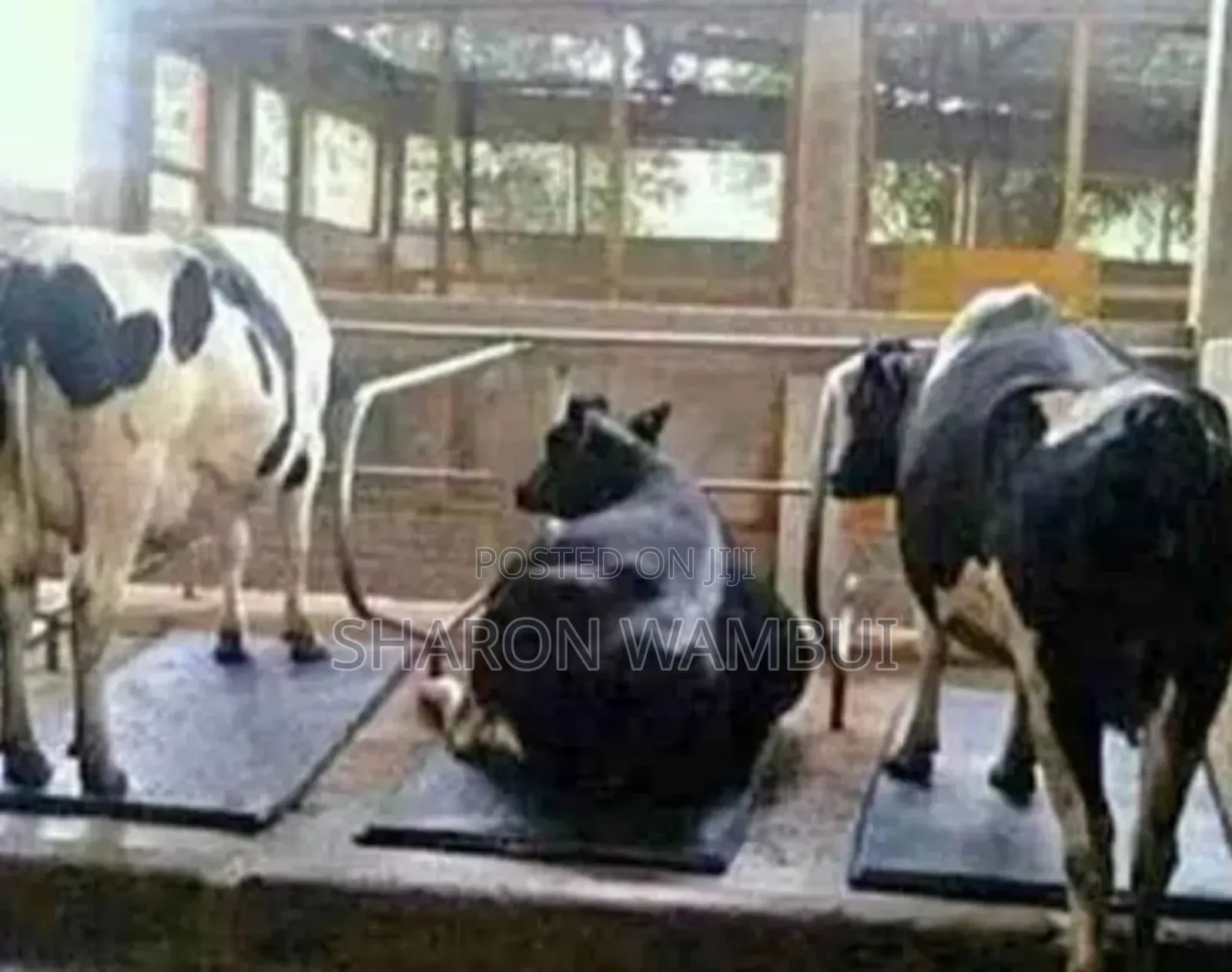 New Comfy Cow Mattress/Cow Mattress