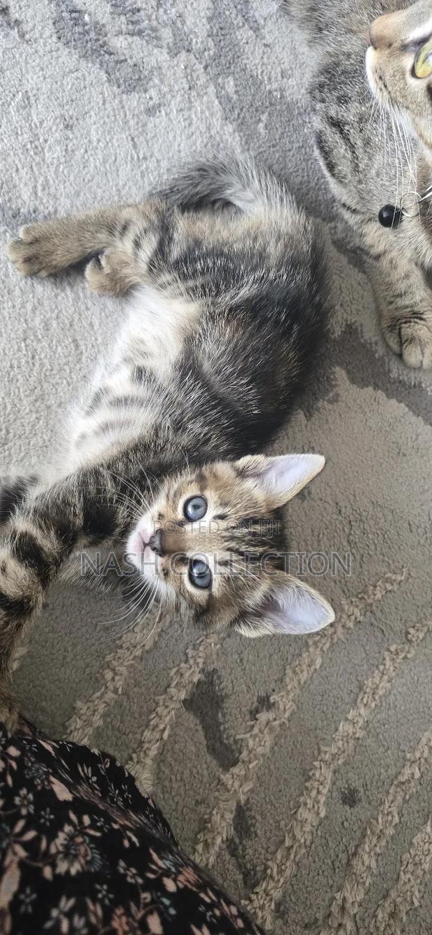 0-1 month Female Mixed Breed Tabby - main view