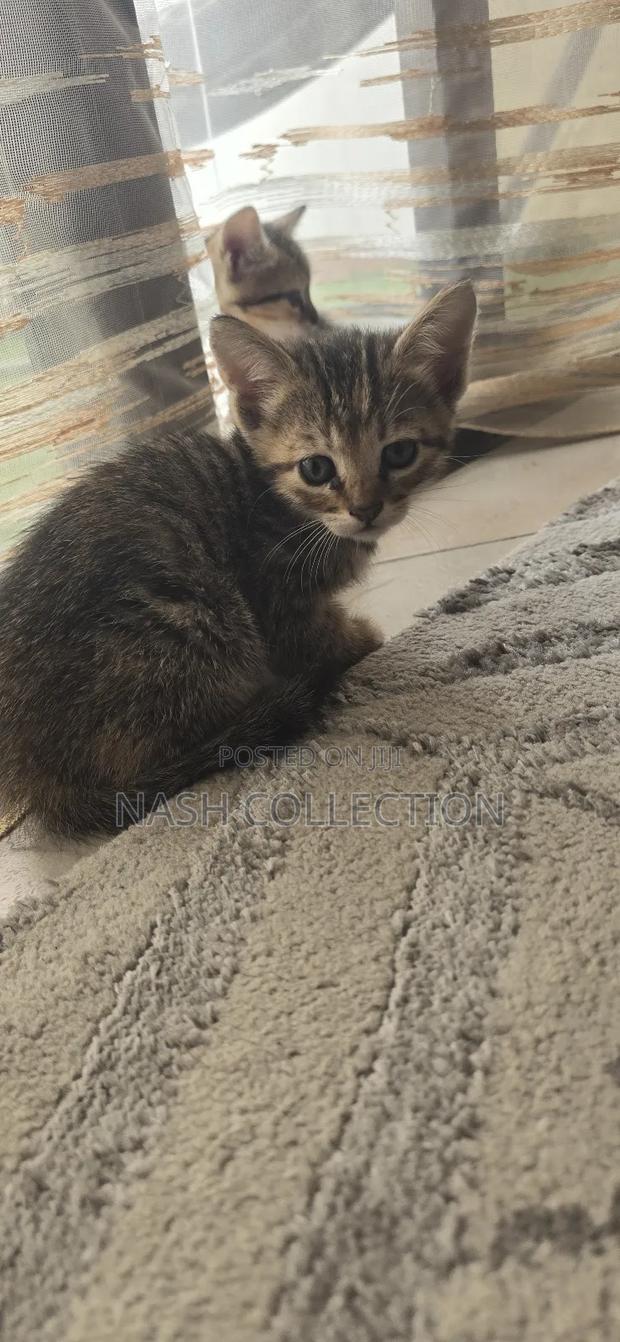 0-1 month Female Mixed Breed Tabby - thumbnail 3
