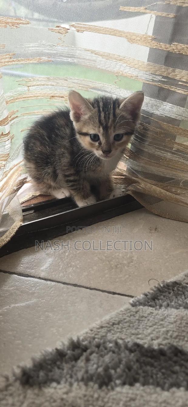 0-1 month Female Mixed Breed Tabby - thumbnail 4