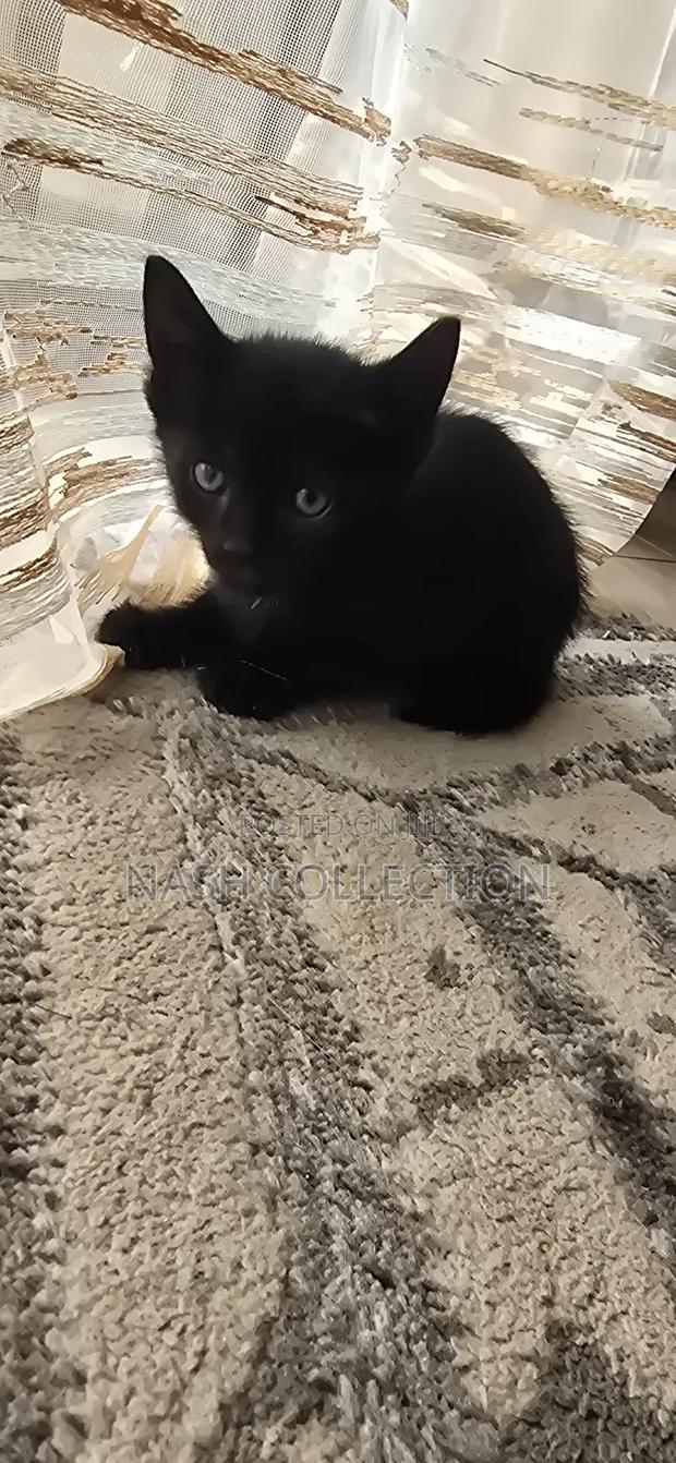 0-1 month Female Mixed Breed Tabby - thumbnail 5