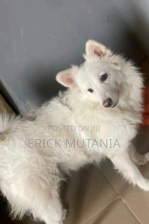 1+ year Female Purebred Japanese Spitz - thumbnail 2