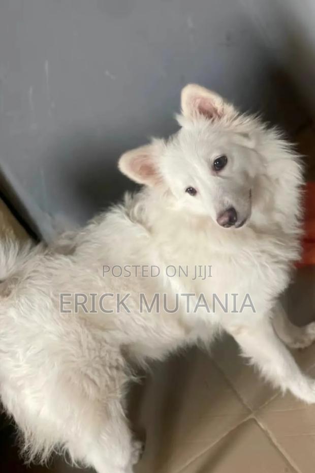 1+ year Female Purebred Japanese Spitz - main view