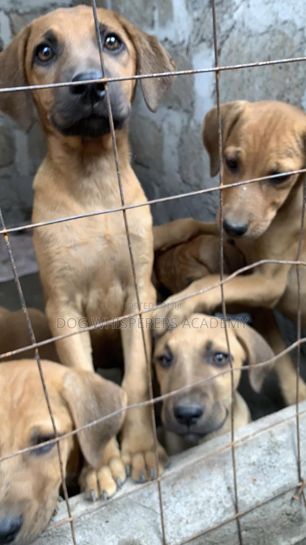 1-3 months Female Mixed Breed Boerboel - thumbnail 3