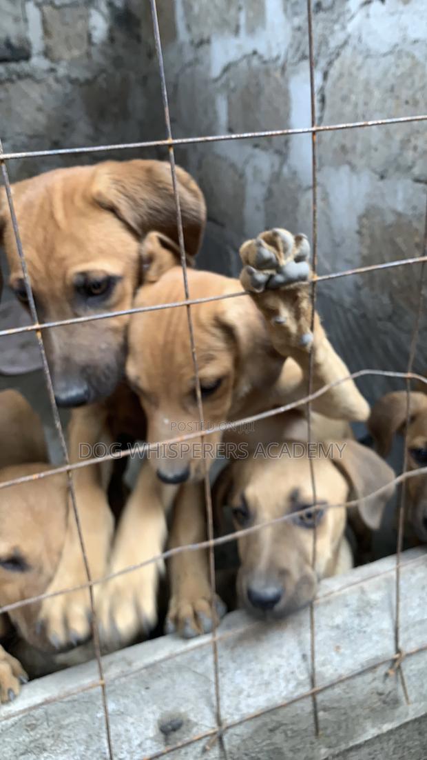 1-3 months Female Mixed Breed Boerboel - thumbnail 5