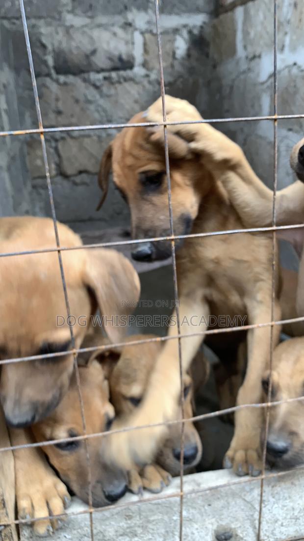 1-3 months Female Mixed Breed Boerboel - main view