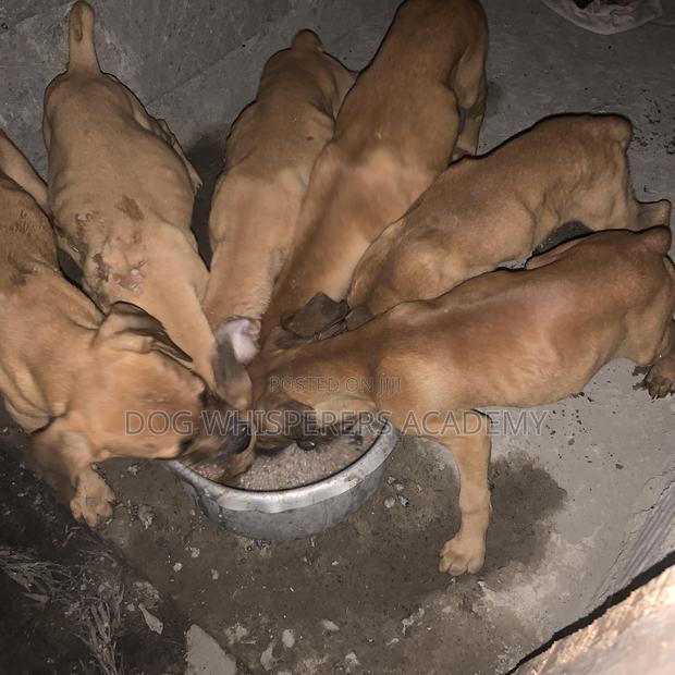 1-3 months Female Mixed Breed Boerboel - thumbnail 4