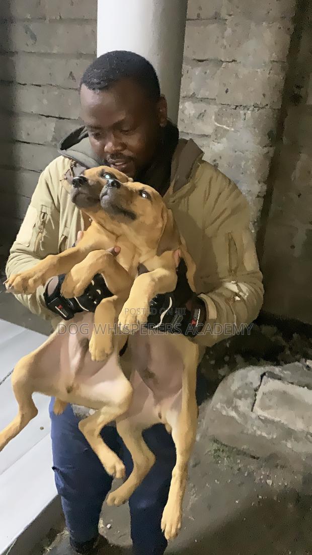 1-3 months Female Mixed Breed Boerboel - thumbnail 6