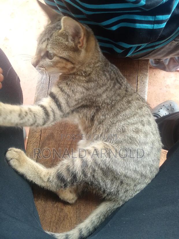 3-6 months Male Mixed Breed Russian Blue - main view