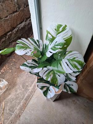 White Monstera 80cm Plant With Vase - thumbnail 2