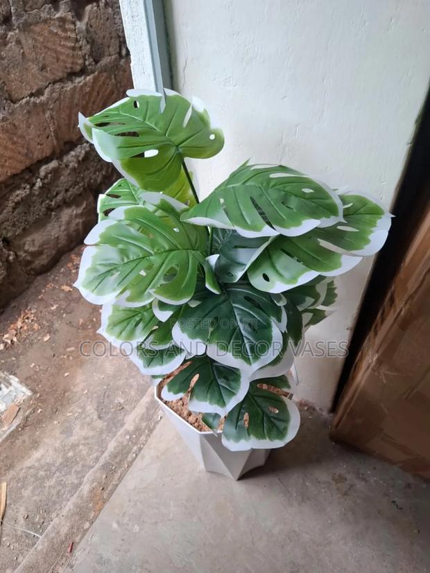 White Patched Monstera 80cm in Vase - main view