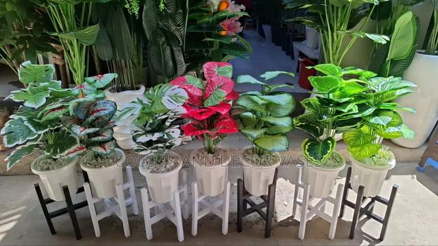 Plant in Vases Plus Stands All Available