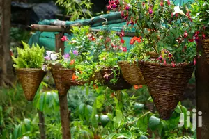 Hanging Flowers And Potted Plants