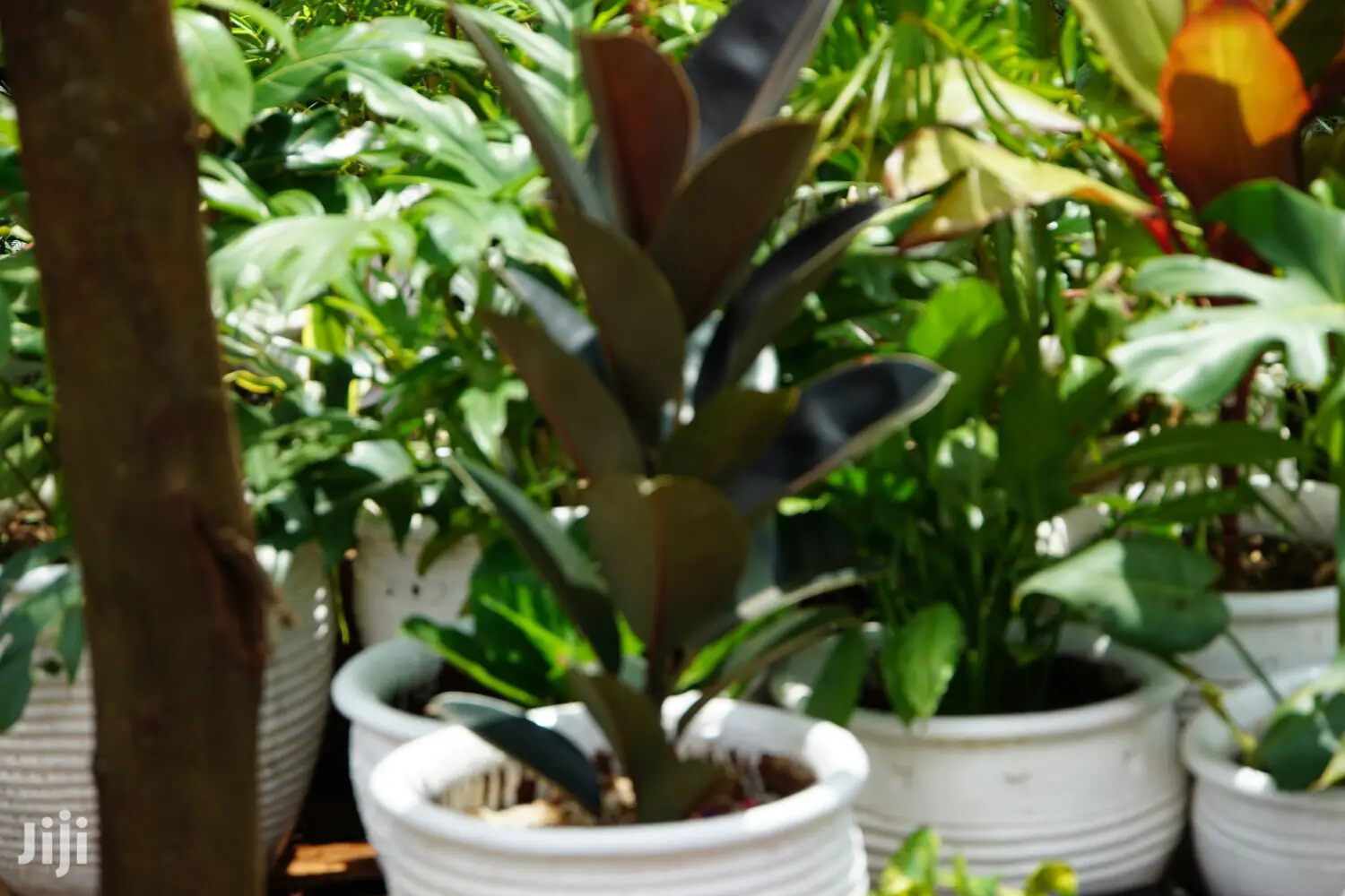 Hanging Flowers And Potted Plants
