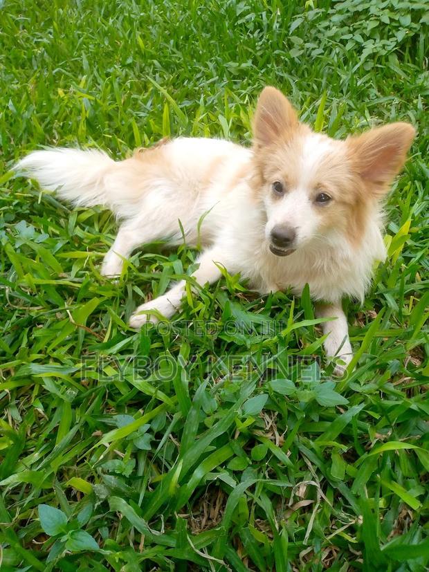 1-3 months Female Purebred Japanese Spitz - thumbnail 7