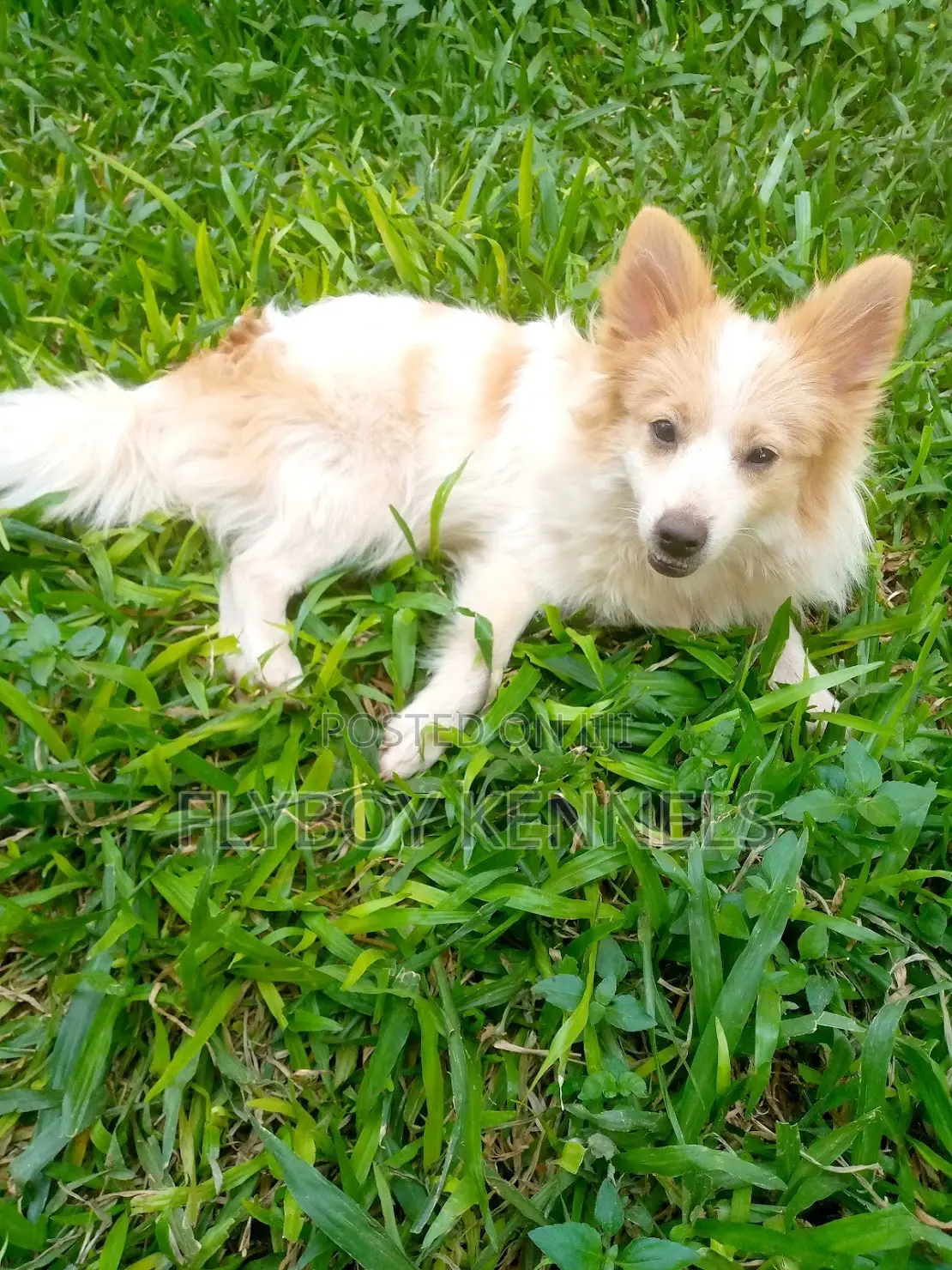 1-3 months Female Purebred Japanese Spitz