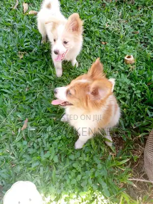 1-3 months Female Purebred Japanese Spitz